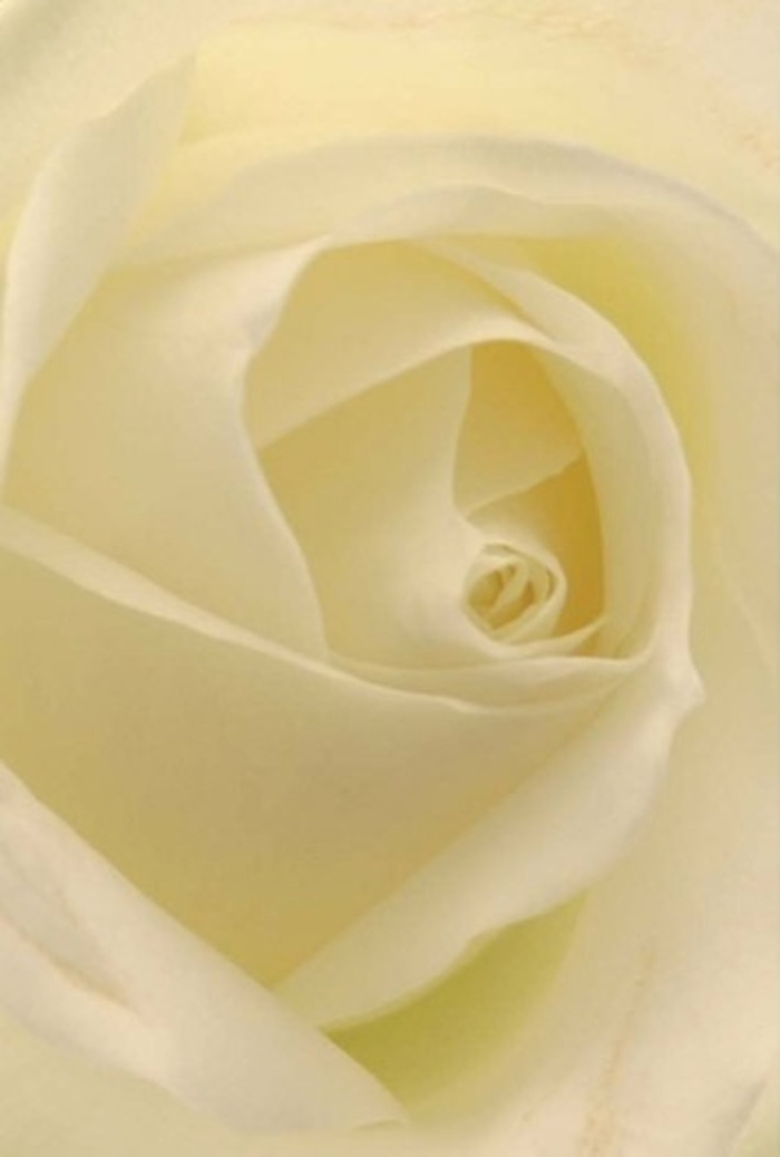 Looking closely at this pristine white rose, arranged with skill in Silvertown, one can't help but marvel at the interplay of light and texture in every petal. The bloom's creamy centre spirals tightly, radiating outward in a perfect display of resilience and quiet grandeur. Soft daylight flows over the petals, blending shades of ivory and cream with fleeting shadows-an atmosphere reminiscent of peaceful mornings along the Thames Barrier Park. The translucent outer layers seem delicate and ephemeral, yet their arrangement is sturdy and purposeful-a fitting metaphor for the support and care found in Silvertown's close-knit community. This rose, expertly chosen for heartfelt occasions by Flowers Silvertown, is equally at home in a wedding bouquet, a gesture of forgiveness, or an elegant arrangement for remembrance. Its subtle fragrance evokes the cleansing freshness of London rain and the quietness of a Sunday morning. The nuanced sculpting and colour transitions within each petal speak to both the wisdom of nature and the attentive hands of local florists, delivering beauty and meaning to Silvertown households throughout every season.